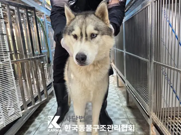 시베리안 허스키 보호중 사진