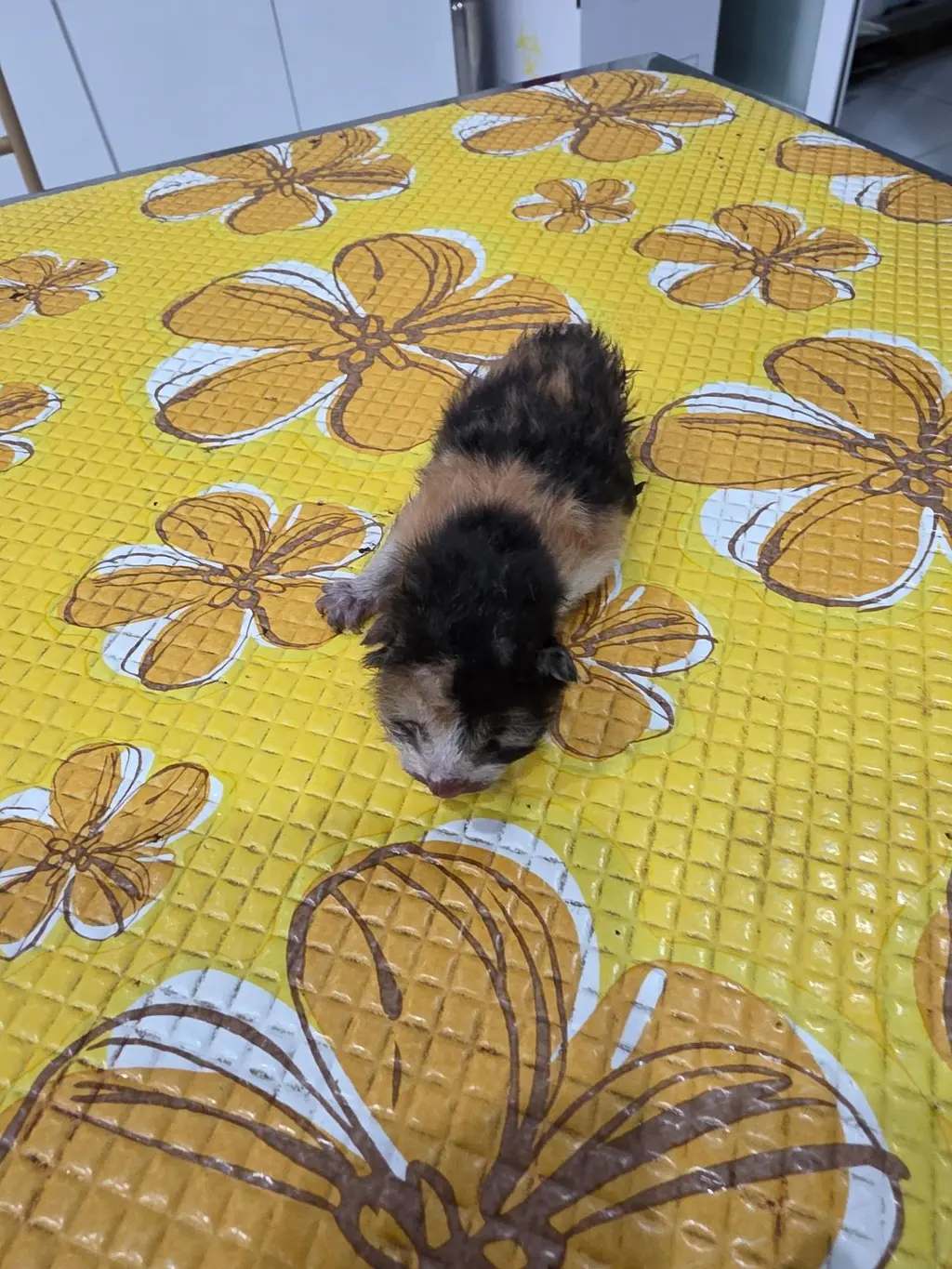 한국 고양이 보호중 사진
