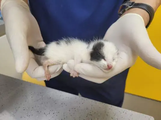 한국 고양이 보호중 사진