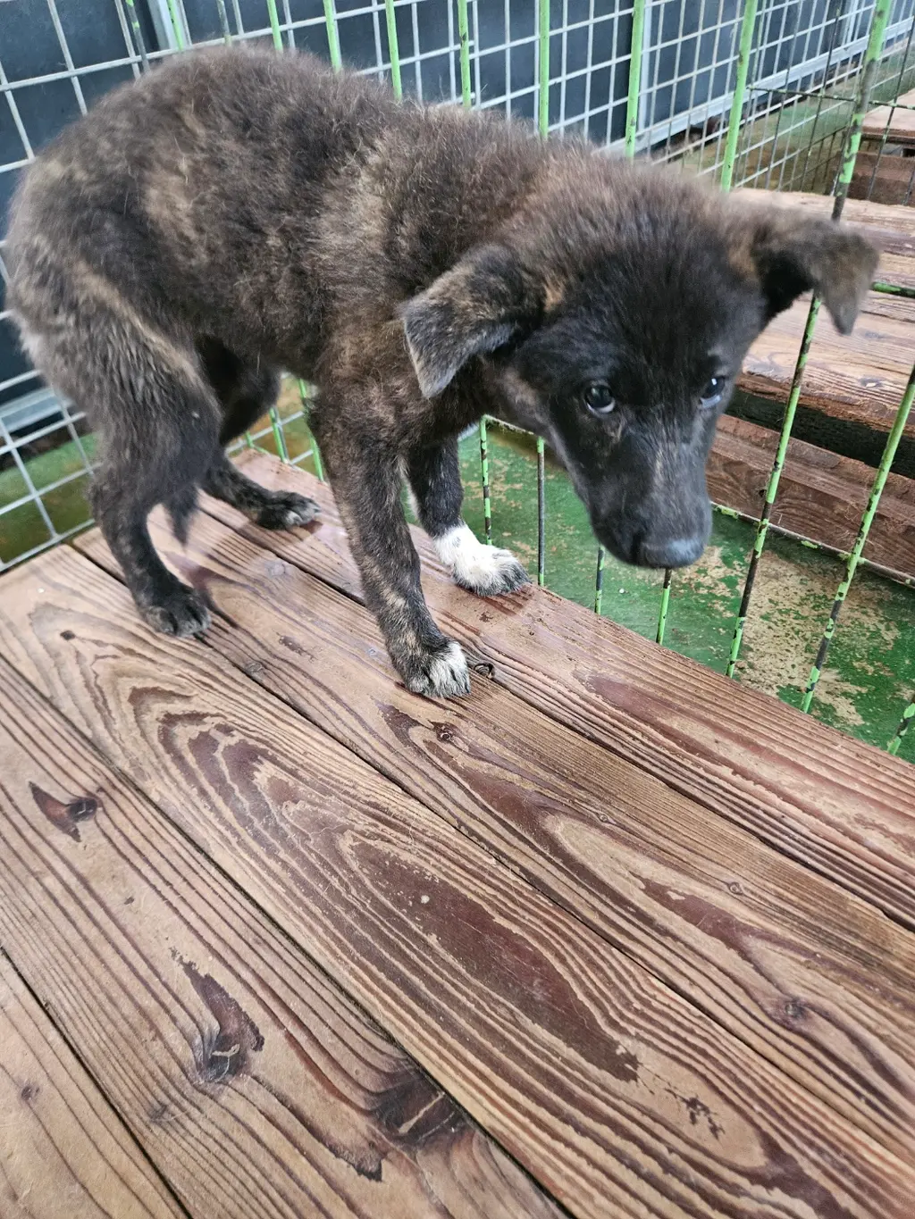 믹스견 보호중 사진