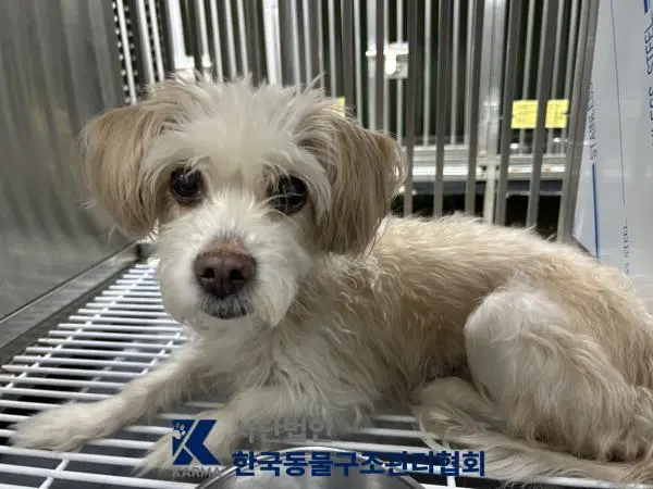 믹스견 보호중 사진