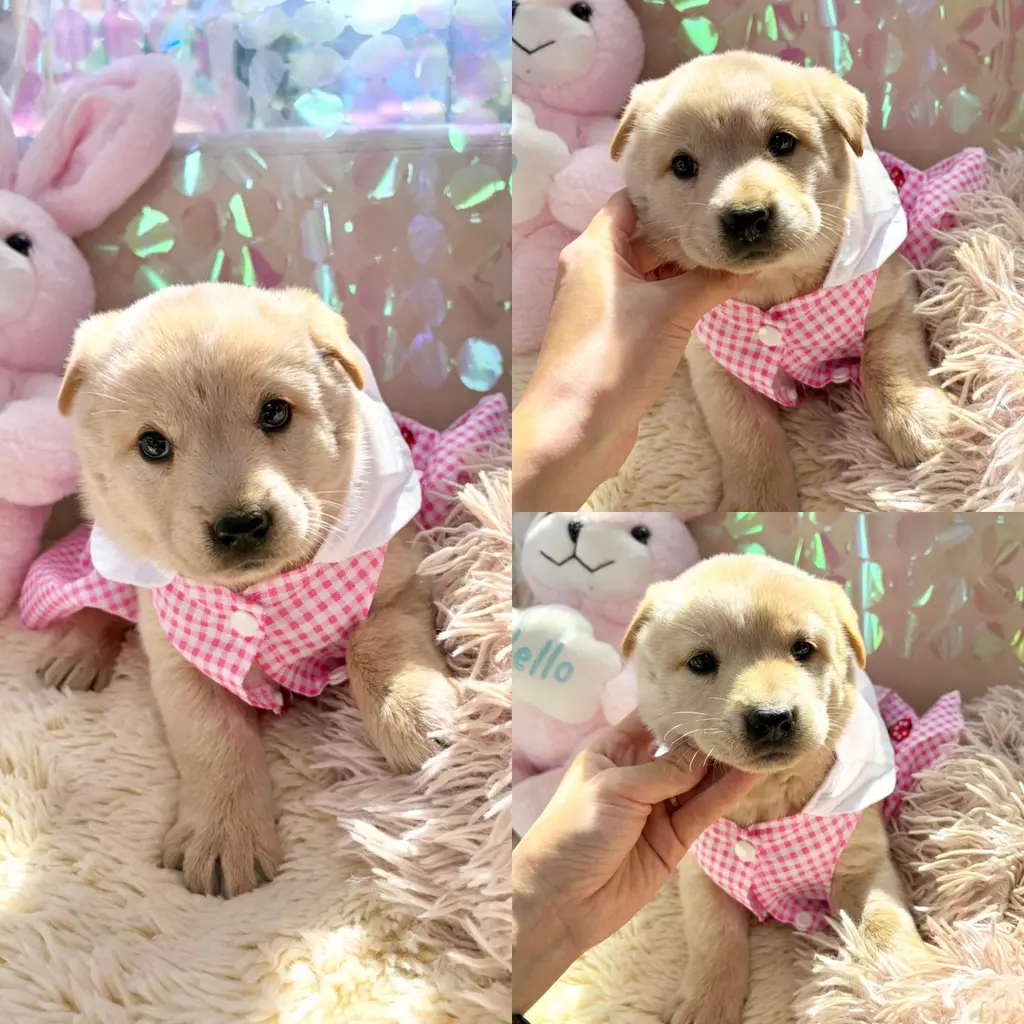 믹스견 보호중 사진