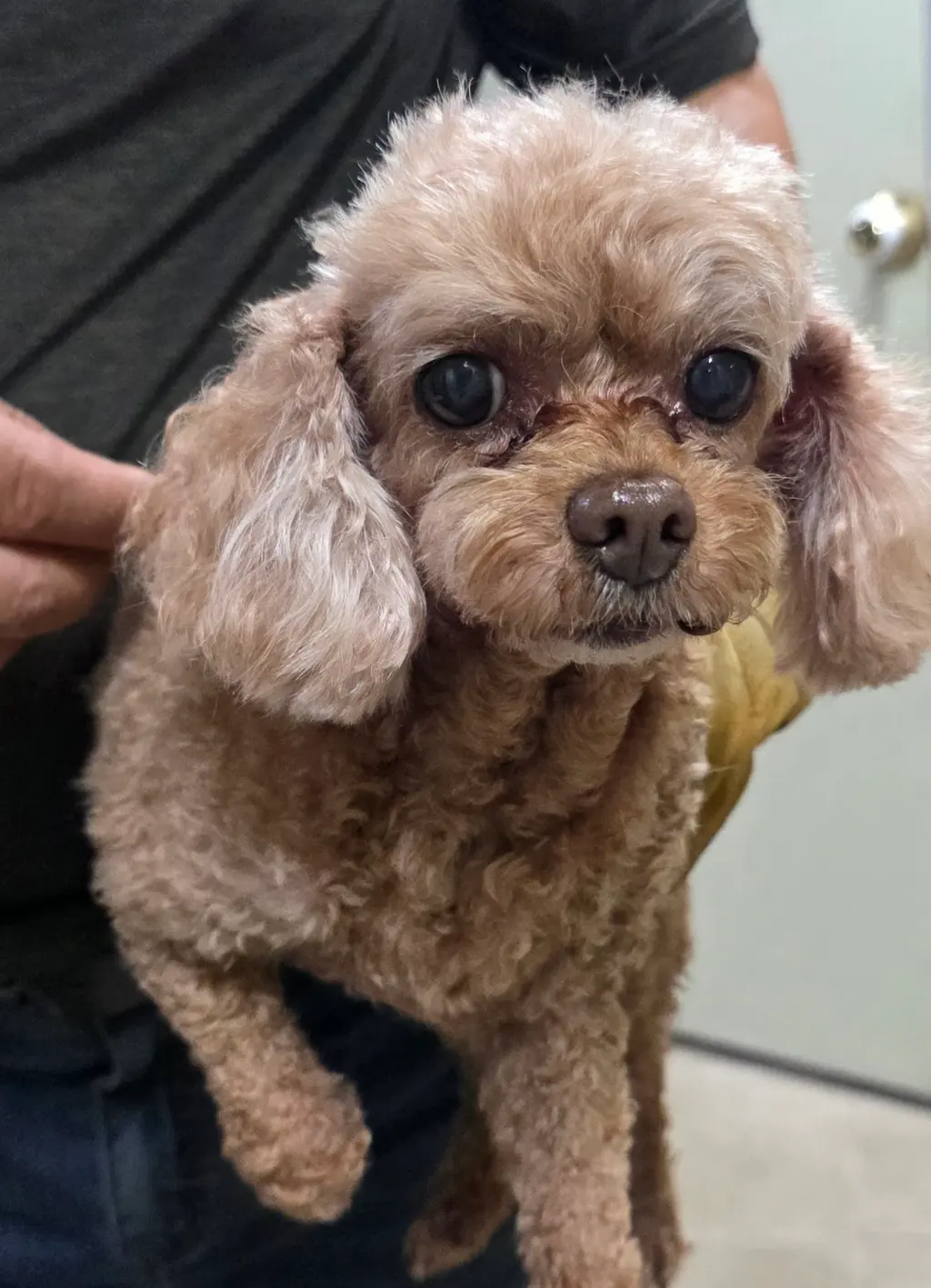 푸들 보호중 사진