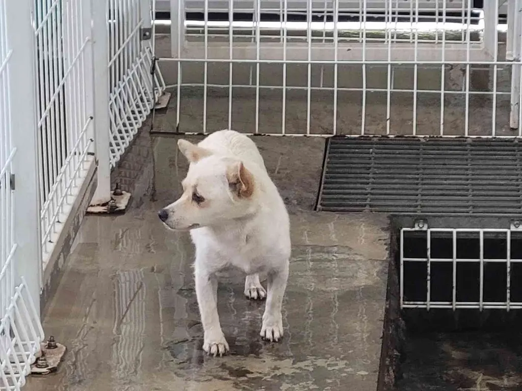 믹스견 보호중 사진