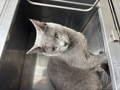 러시안 블루 보호중 사진