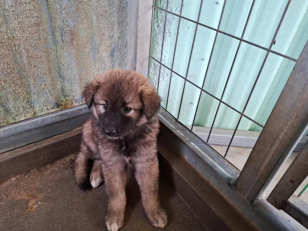 믹스견 보호중 사진