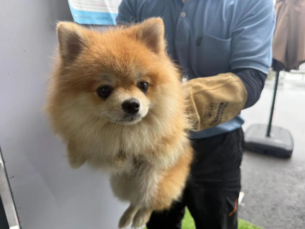 포메라니안 보호중 사진