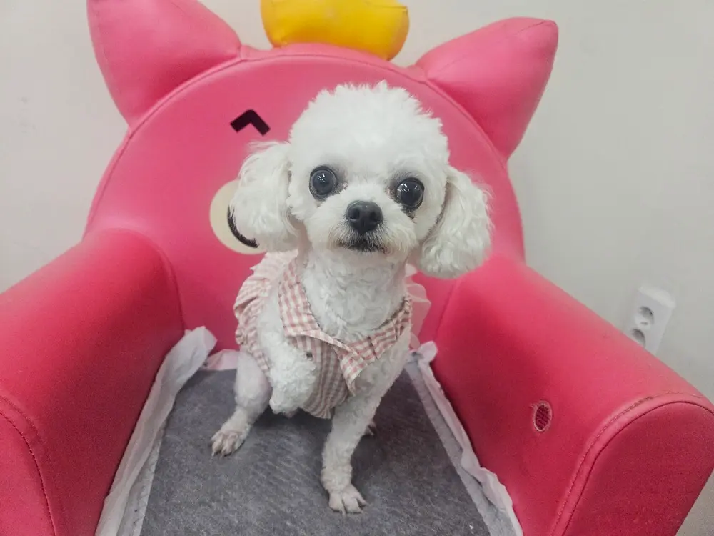말티즈 보호중 사진