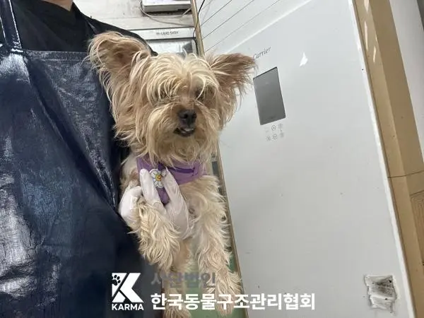 믹스견 보호중 사진