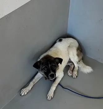 믹스견 보호중 사진