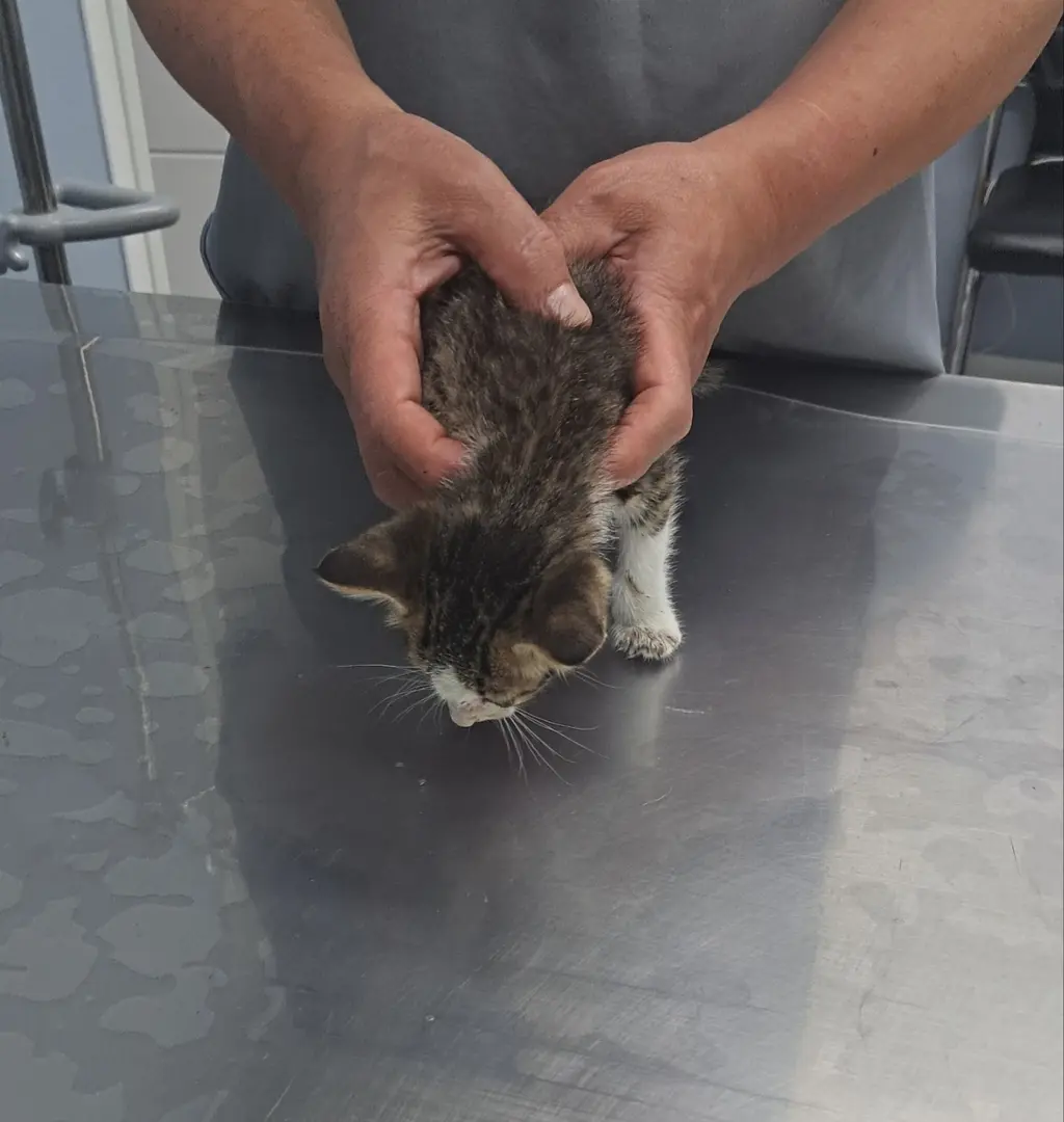 한국 고양이 보호중 사진