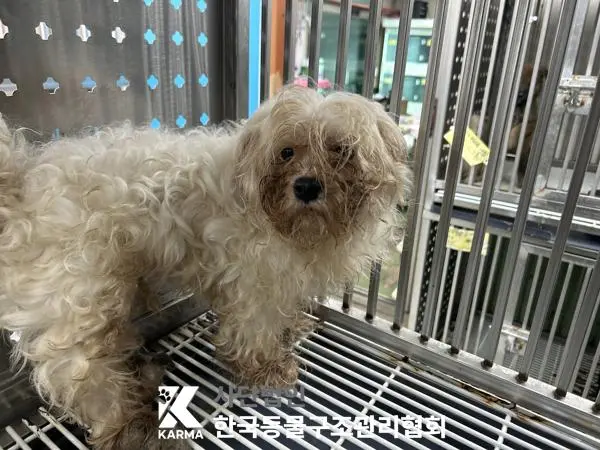 말티즈 보호중 사진