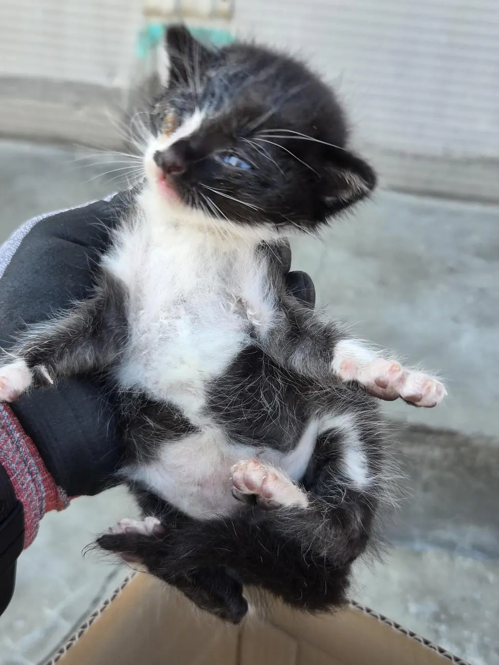 한국 고양이 보호중 사진