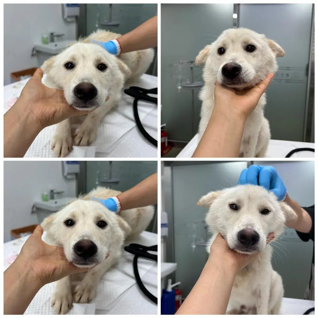 믹스견 보호중 사진