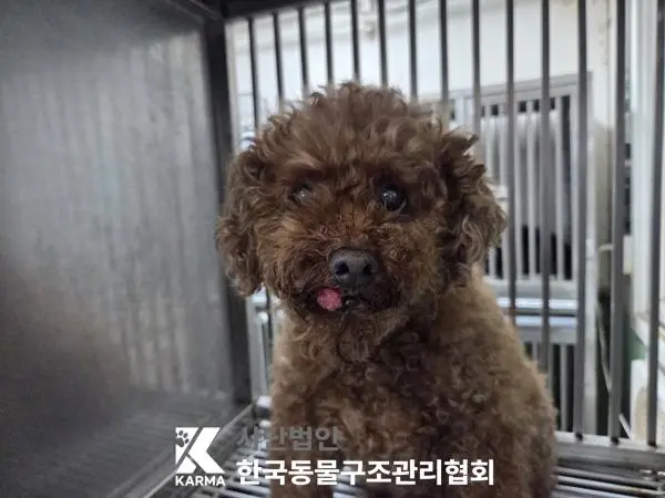 푸들 보호중 사진