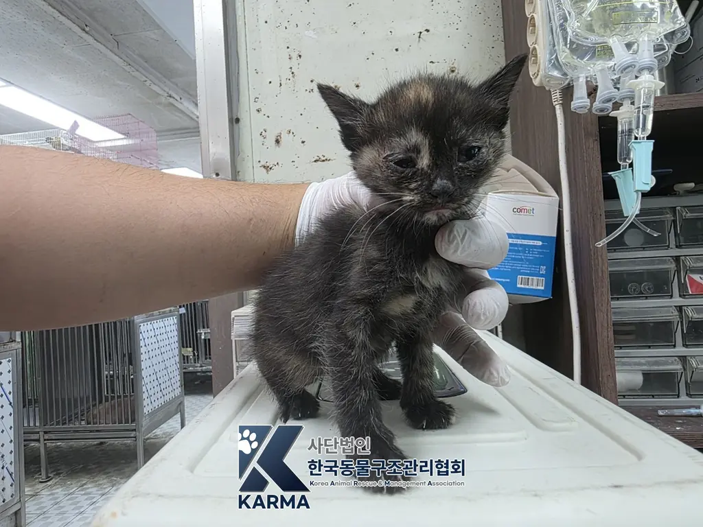한국 고양이 보호중 사진