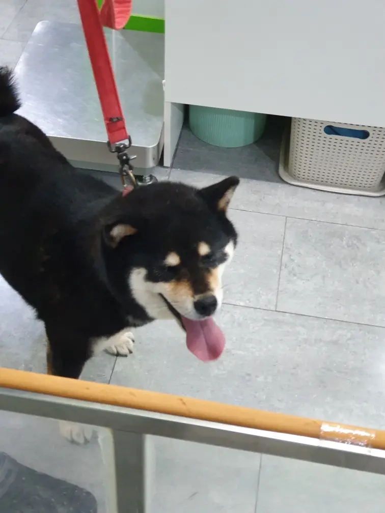 시바 보호중 사진