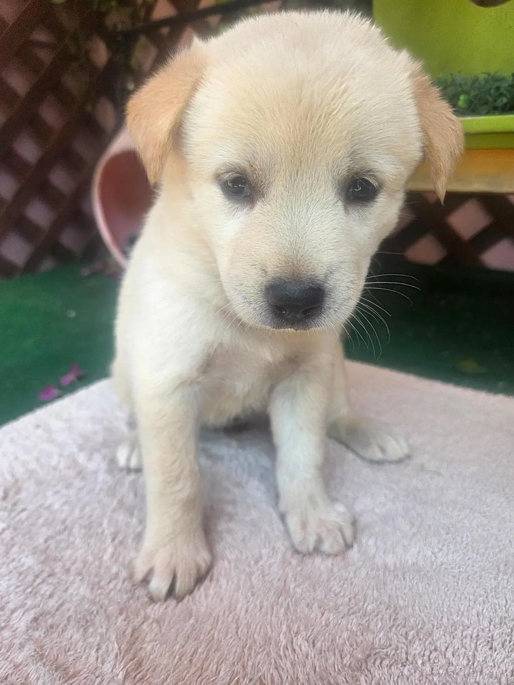 믹스견 보호중 사진