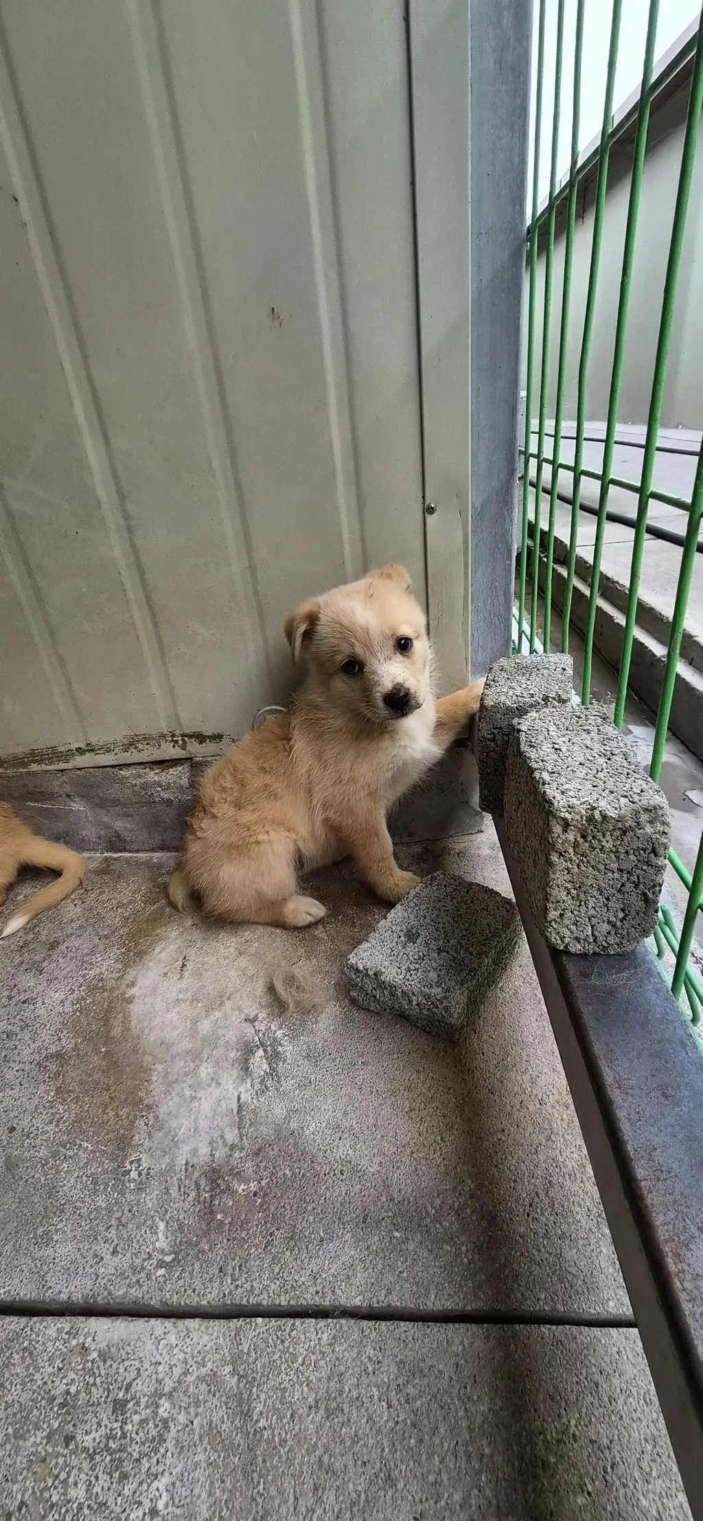 믹스견 보호중 사진