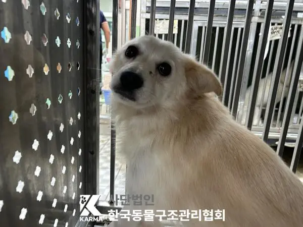 휘펫 보호중 사진