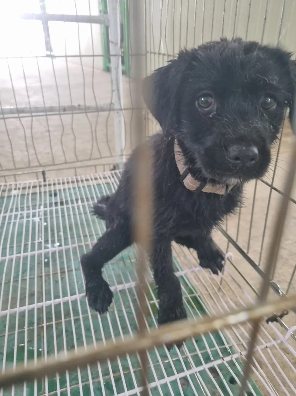 믹스견 보호중 사진