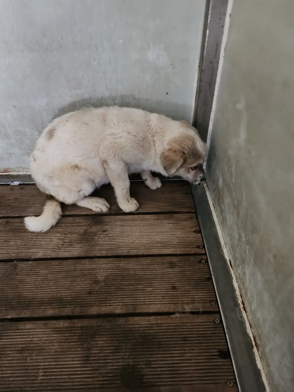 믹스견 보호중 사진