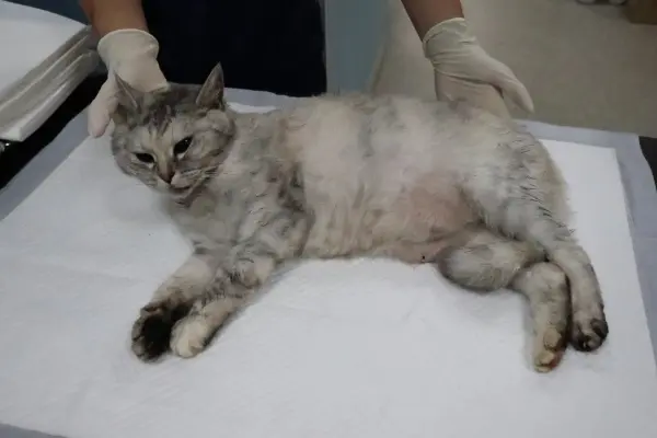 믹스묘 보호중 사진