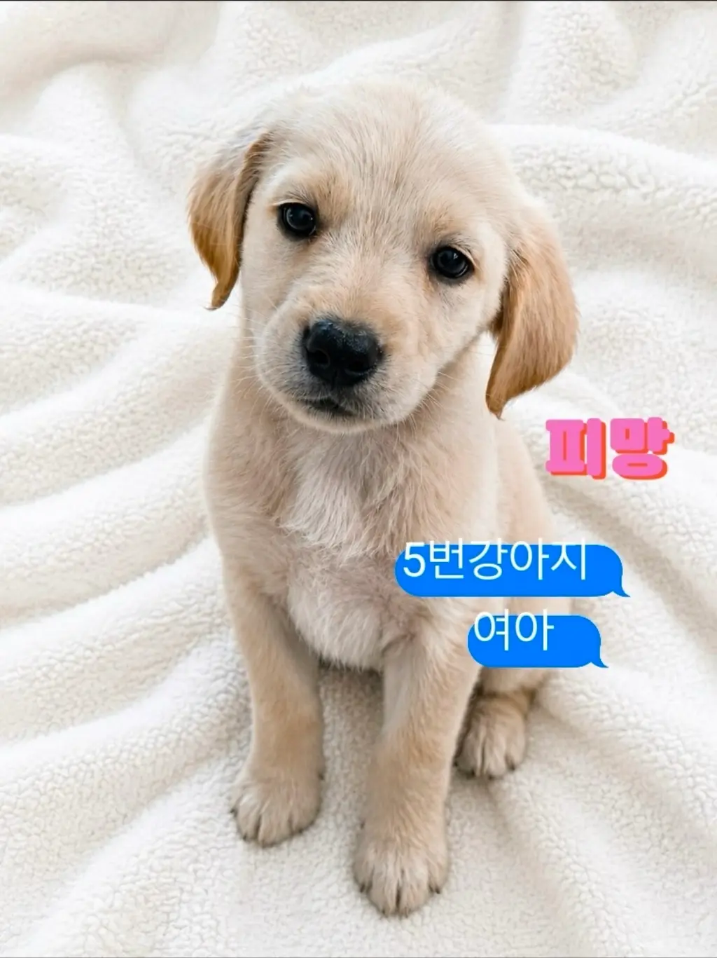 라브라도 리트리버 보호중 사진