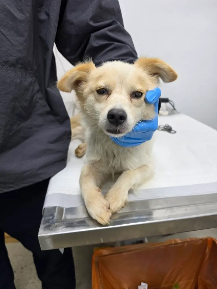 믹스견 보호중 사진