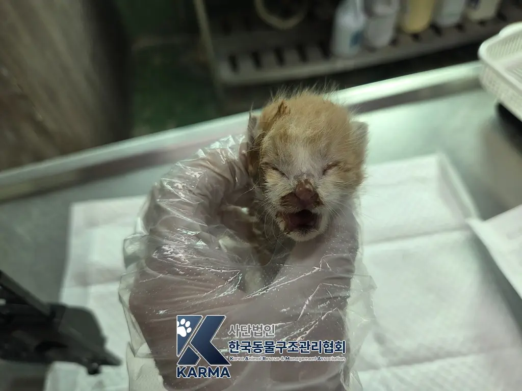 한국 고양이 보호중 사진