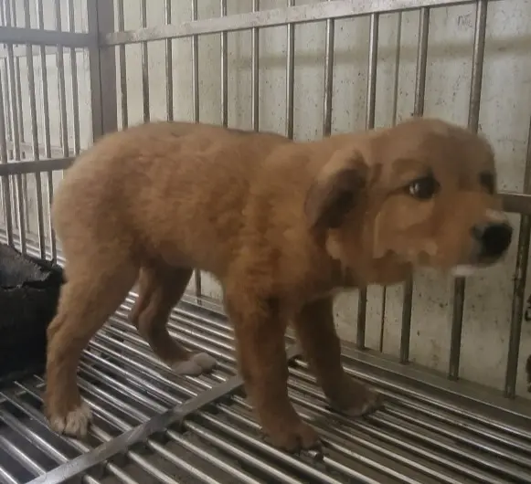 믹스견 보호중 사진