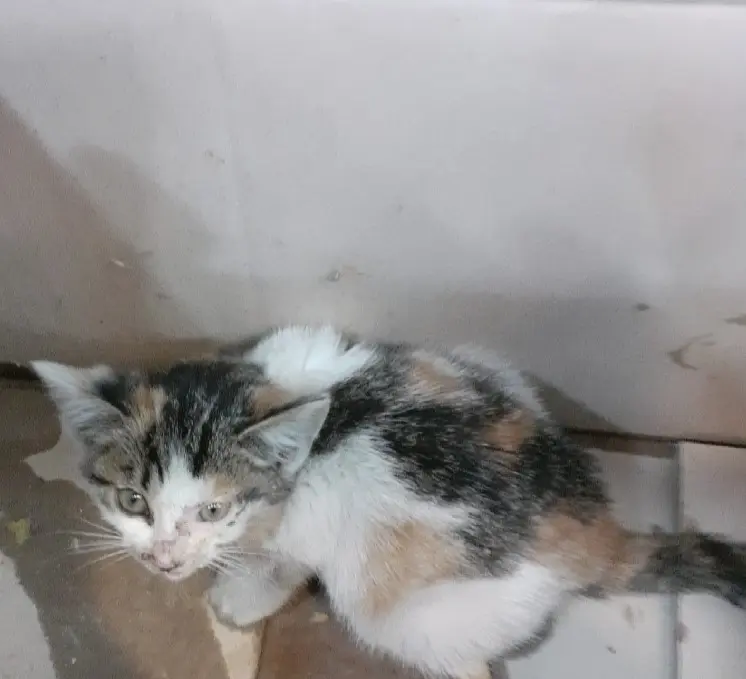 한국 고양이 보호중 사진