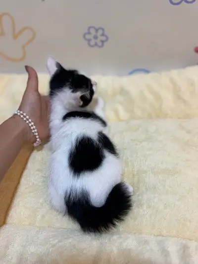 믹스묘 보호중 사진