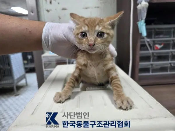 한국 고양이 보호중 사진