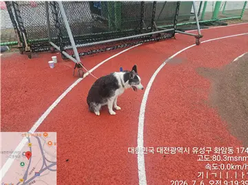 믹스견 보호중 사진
