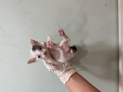 믹스묘 보호중 사진