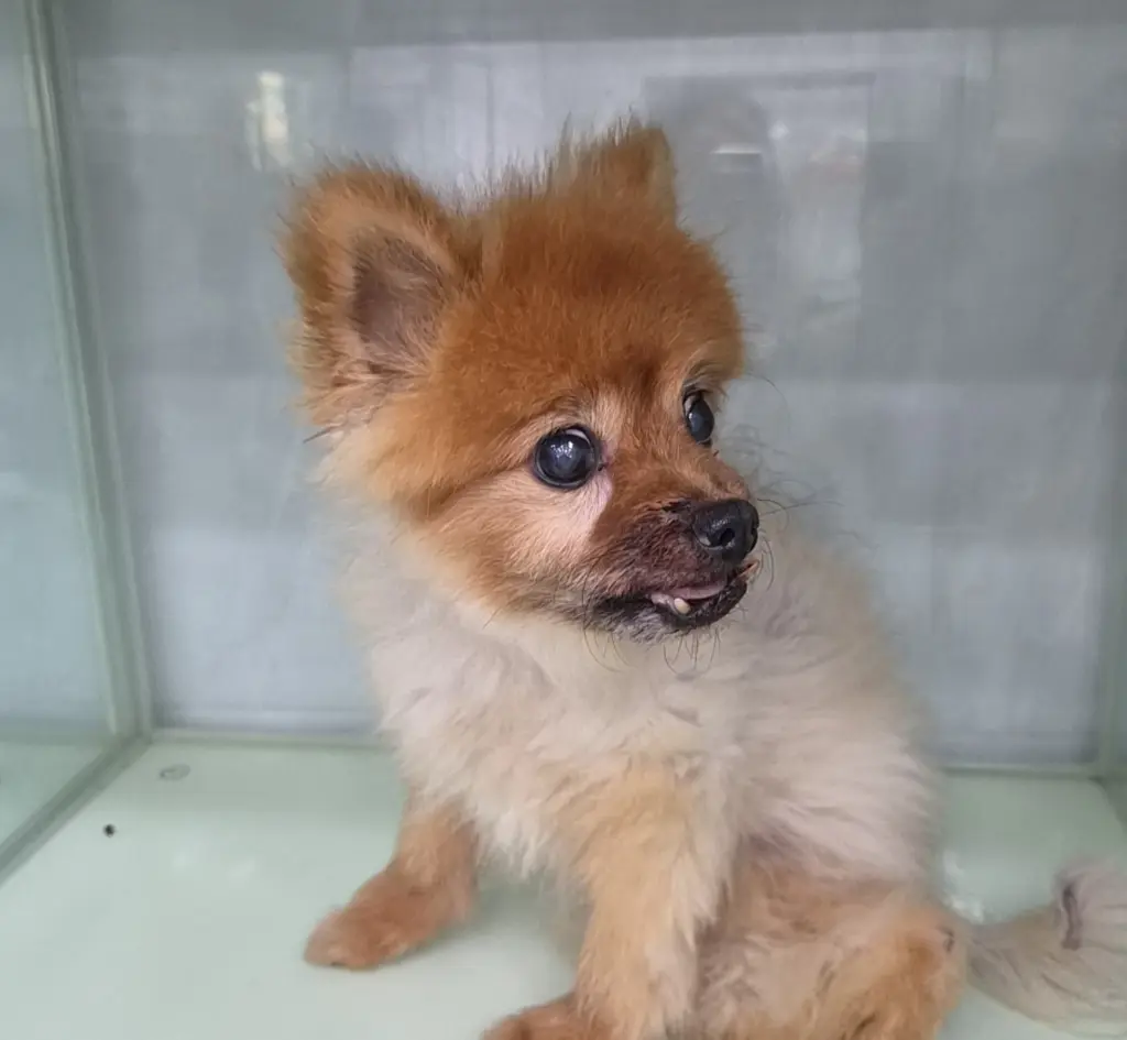 포메라니안 보호중 사진