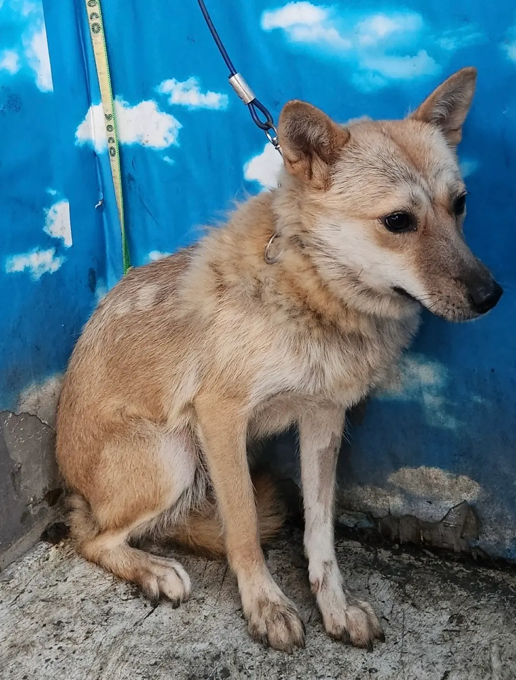 믹스견 보호중 사진