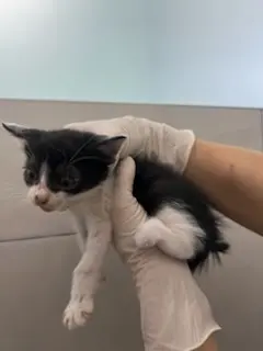 한국 고양이 보호중 사진