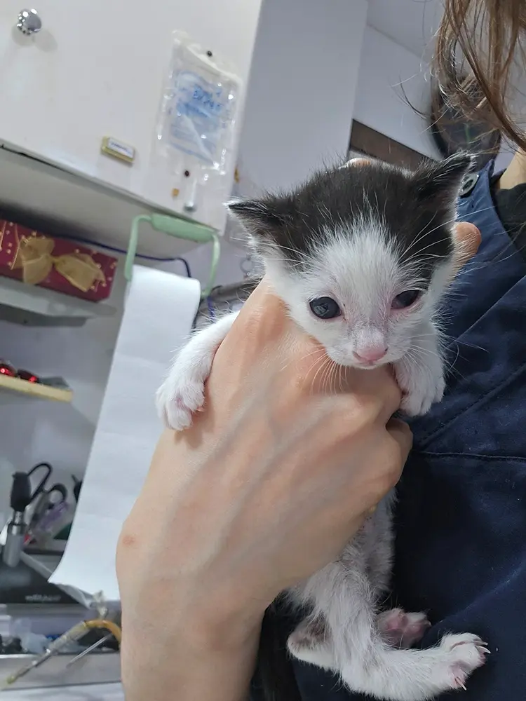 한국 고양이 보호중 사진