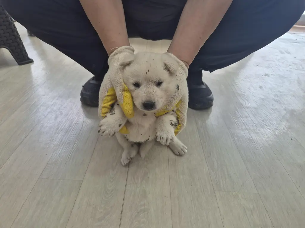 믹스견 보호중 사진