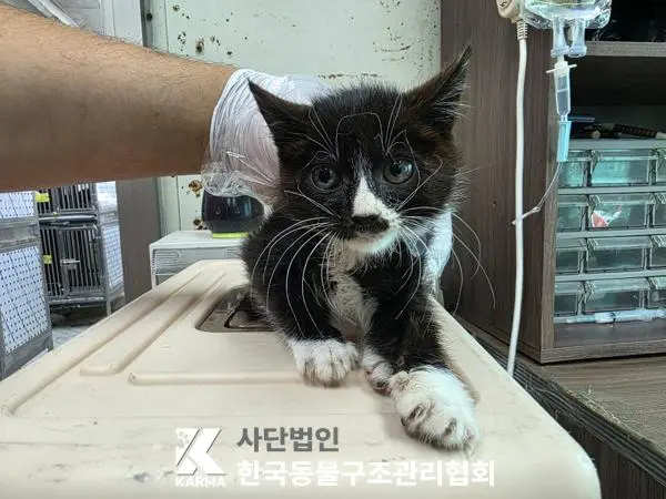한국 고양이 보호중 사진