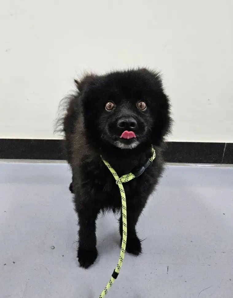 포메라니안 보호중 사진