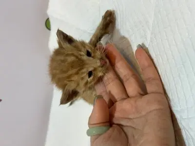 한국 고양이 보호중 사진