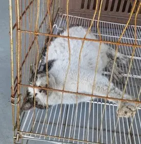 한국 고양이 보호중 사진