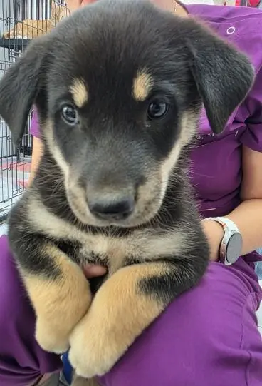 믹스견 보호중 사진