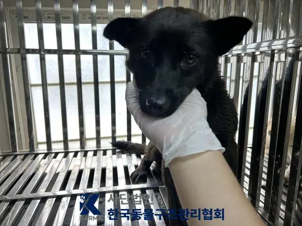 믹스견 보호중 사진