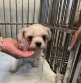 말티즈 보호중 사진