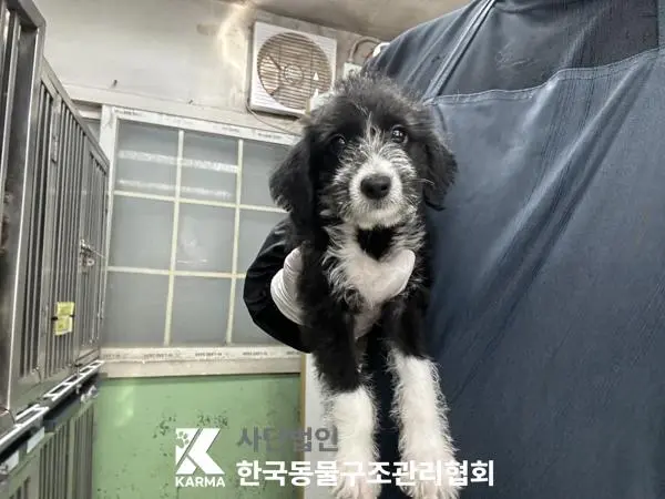믹스견 보호중 사진