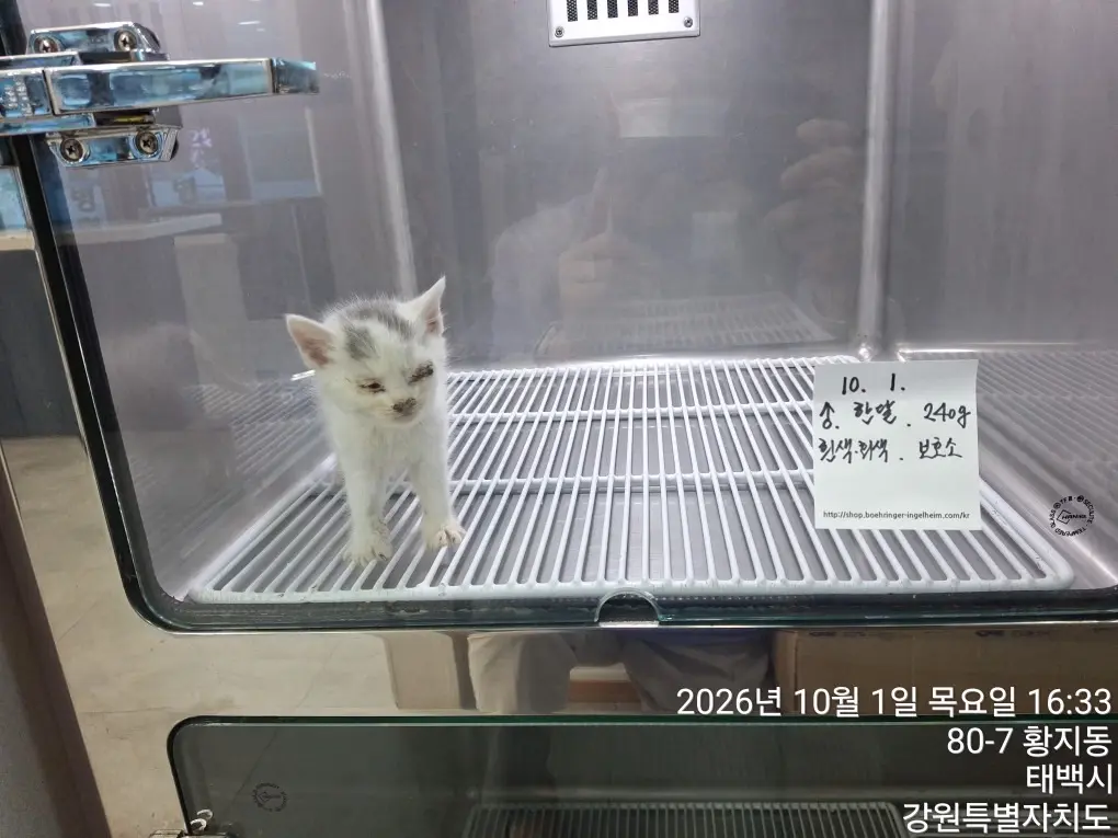 한국 고양이 보호중 사진